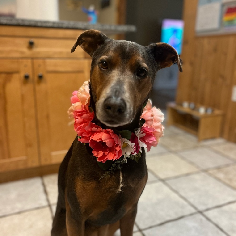 Peony and Daisy Dog collar